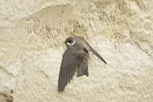 Sand Martin - starting to excavate nest hole in sand bank