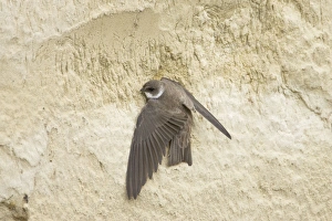 Sand Martin at Hole