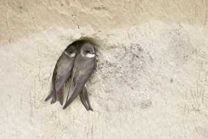 Sand Martin at Hole