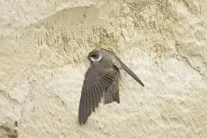 Hungary Prints: Sand Martin - starting to excavate nest hole in sand bank Riparia riparia Hungary BI19798