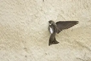 Sand Martin - starting to excavate nest hole in sand bank Riparia riparia Hungary BI19799