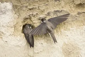 Sand Martin - starting to excavate nest hole in sand bank Riparia riparia Hungary BI19831