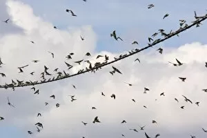 Sand Martins - Large flock gathering on wire