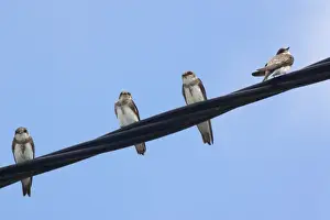 Martins Prints: Sand Martins - Perched on wire - Brenne, France