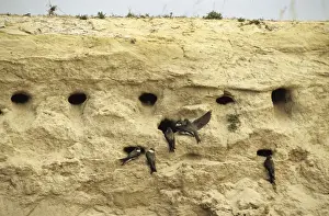 Communities Prints: Sand Martins quarrel about nest-holes in a sand wall of a ravine near river Bolshoi Ugan