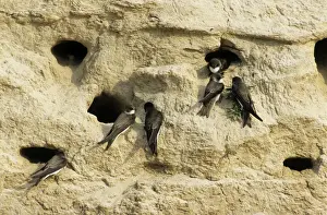 Communities Prints: Sand Martins - quarrel about nest-holes in a sand wall of a ravine near river Bolshoi Ugan
