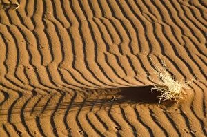 Images Dated 19th July 2009: Sand patterns - with dry shrub and animal tracks - Early light - Sossusvlei Namibia