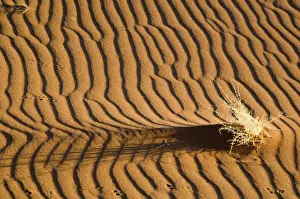 Ripples Prints: Sand patterns - with dry shrub and animal tracks - Early light - Sossusvlei Namibia