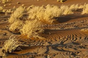 Images Dated 19th July 2009: Sand patterns and dry vegetation - Sossusvlei - Namibia