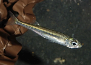 Images Dated 17th October 2008: Sand Smelt - North Sea, North Atlantic, West African coast and West Mediterranean