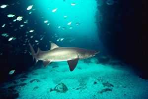 Sand/ Tiger SHARK - with mating scar Sand/ Tiger SHARK - with mating scar
