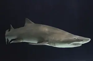 Ragged Tooth Prints: Sand Tiger Shark / Sand Shark / Grey nurse shark / Ragged-tooth shark some disagreement over classification
