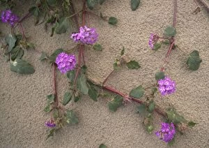 Images Dated 26th February 2005: Sand verbena - flowering in the desert