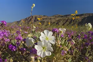 Primrose Prints: Sand Verbenas dotted with Dune Evening Primrose (Oenothera deltoides)