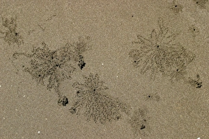 Images Dated 2nd August 2003: Sand Worms Mayotte Island Indian Ocean