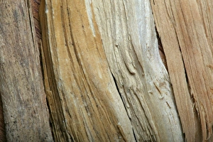 Plant Textures Collection: Sandalwood