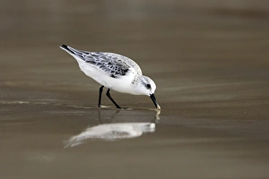 Images Dated 18th April 2005: Sanderling
