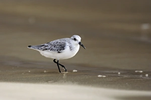 Images Dated 18th April 2005: Sanderling
