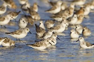 Images Dated 3rd May 2010: Sanderling