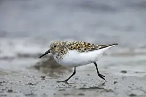 Sanderlings Prints: Sanderling - On beach in breeding plumage Shetland Mainland, UK BI011395