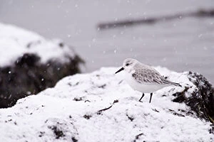 Images Dated 28th July 2010: A Sanderling (Calidris alba) in the snow