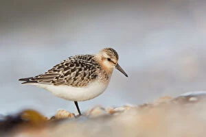 Feather Collection: Sanderling - Cornwall - UK