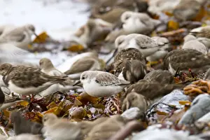 Sanderling - with Dunlin (Calidris alpina) and Turnstone (Arenaria interpres) - UK