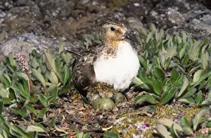 Sanderling - on eggs