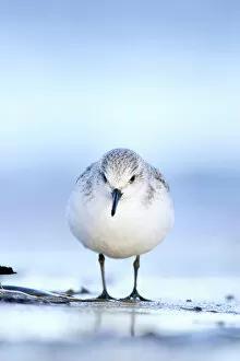 Sand Gallery: Sanderling - Face on portrait from a ground level perspective