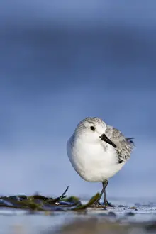 Sanderling Face on portrait. South Gare, Cleveland. UK