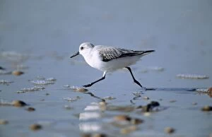 Images Dated 23rd June 2005: Sanderling - feeding on coast, winter plumage. Coto Donana, S. Spain