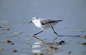 Sanderling - feeding on coast, winter plumage. Coto Donana, S. Spain