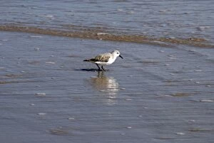 Sanderling - Feeding at the edge of the tide