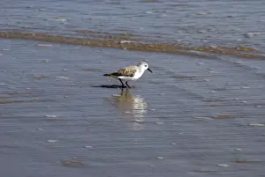 Sanderlings Prints: Sanderling - Feeding at the edge of the tide, Texas coast USA