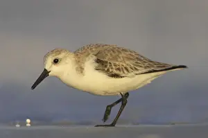 Sanderling - feeding along shoreline, Fort Myers Beach, florida, USA BI002013