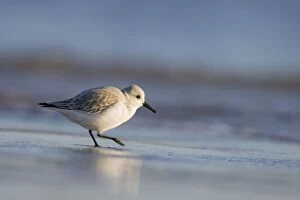 Sand Gallery: Sanderling - Feeding on the shoreline