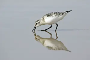 Reflections Prints: Sanderling-Feeding on shoreline, in winter plumage Costa Verde, Spanien