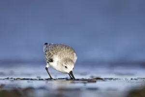 Sanderling - Feeding on tidal mudflat