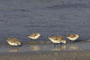 Sanderling - flock feeding along shoreline