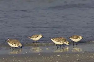 Sanderlings Prints: Sanderling - flock feeding along shoreline, Fort de Soto, florida, USA BI002045
