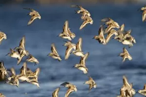 Images Dated 3rd May 2010: Sanderling - flock in flight