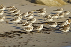 Images Dated 3rd May 2010: Sanderling - flock running on a beach