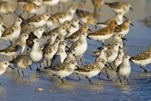 Images Dated 3rd May 2010: Sanderling - flock on the shore