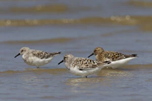 Sanderling - group in shallow water - Germany