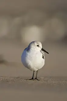 Sanderlings Prints: Sanderling Low-level view of bird on sandy beach. Cleveland, UK