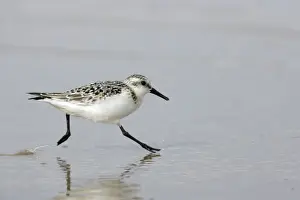 Sanderlings Prints: Sanderling-Running along shoreline, in winter plumage Costa Verde, Spain