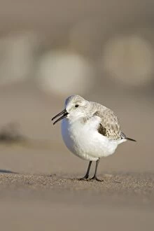 Images Dated 19th January 2005: Sanderling - On sandy beach