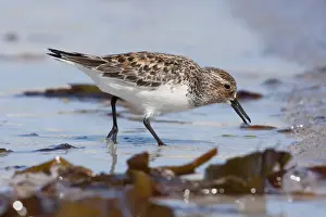 Sanderling - Single adult feeding on the tideline. North Uist, Outer Hebrides, Scotland, UK