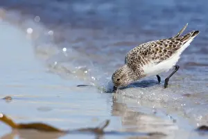 Kilbey Prints: Sanderling - Single adult feeding on the tideline