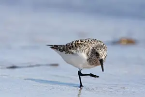 Natural World Prints: Sanderling - single adult running along a the tide line. Scotland, UK